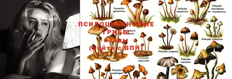 Псилоцибиновые грибы MAGIC MUSHROOMS  дарнет шоп  Бийск 